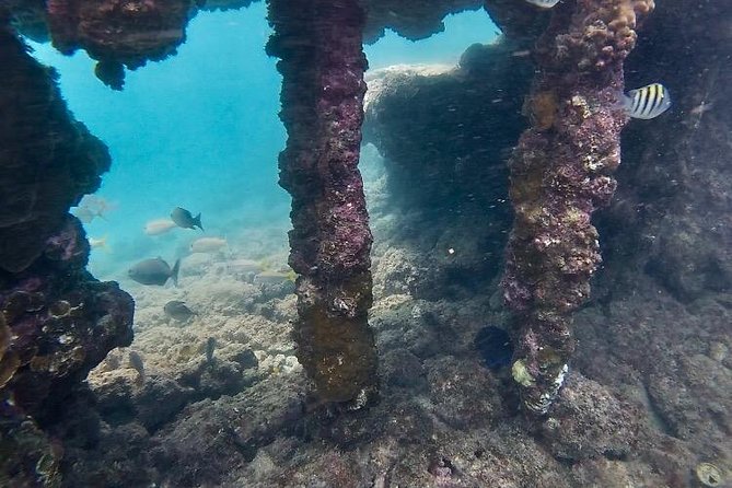 Snorkeling in Paradise - Videos Included - What you might see: turtles, fish, and urchins near the reef