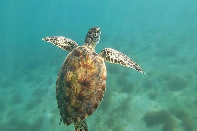 Snorkeling in Paradise - Videos Included - Videos at the end: why they are worth it