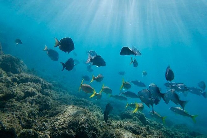 Snorkeling in Paradise - Videos Included - Price, parking, and how to get there without drama