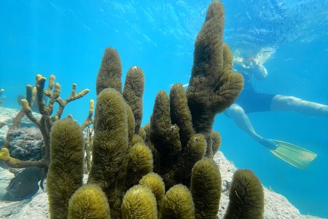 Snorkeling & Kayak Eco-Adventure in Puerto Rico - Key things to know before you go