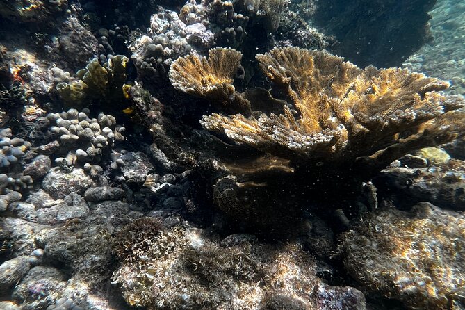 Snorkeling & Kayak Eco-Adventure in Puerto Rico - What you should bring (since the tour does not)