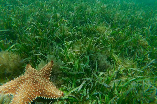 Snorkeling & Kayak Eco-Adventure in Puerto Rico - Sustainability approach: how eco rules affect your day