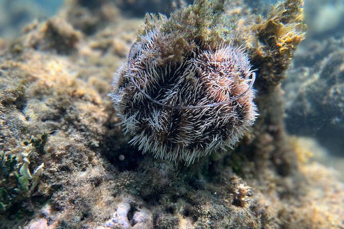 Snorkeling Lesson & Interactive Experience for Kids and Adults - Price and value for $58, plus what to plan for