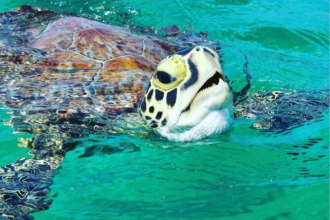 Snorkeling Tour to Vieques Island only 30 minutes away! - Key things I’d bet on before you go