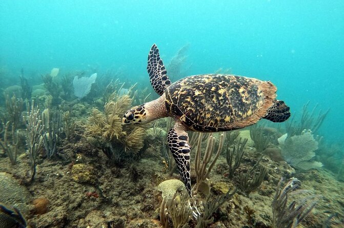 Sunset Snorkeling - Sunset UV Snorkeling in Rincon: What makes it feel special
