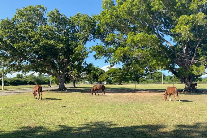 Vieques Bio Bay Tour and Beach Day Trip from San Juan by Ferry - Beach Time on Vieques: Sun Bay vs. Esperanza