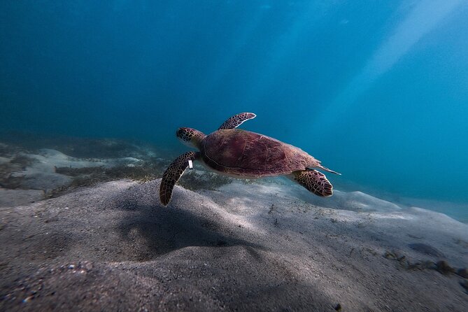 VIP San Juan: Snorkeling Tour with Turtles with Free Videos - The Marine Life You Can Actually Expect, Plus Weather Reality