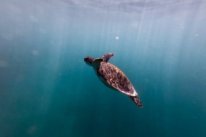VIP San Juan: Snorkeling Tour with Turtles with Free Videos - The Free Videos: Why This Is Better Than Just Photos